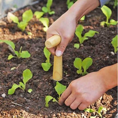 Obrázek Sázecí kolík