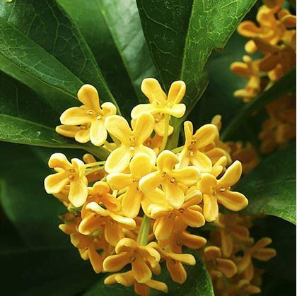 Obrázek z Náhradní náplň pro osvěžovač do auta - osmanthus