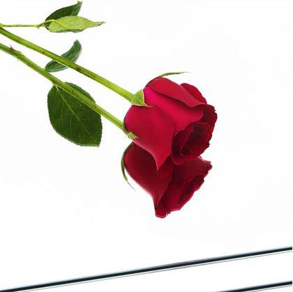 Obrázek z Nalepovací zrcadlové dlaždice 20x20 cm, 4 ks