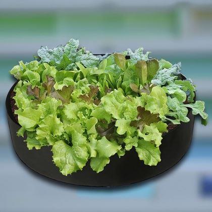 Obrázek z Textilní záhon 50 l, 60 x 20 cm